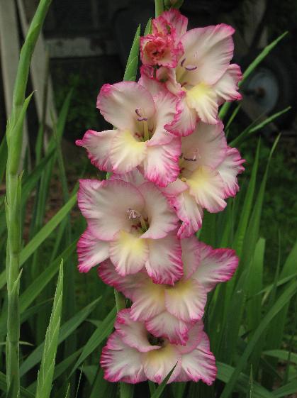 gladiolus flower